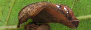 Pupae